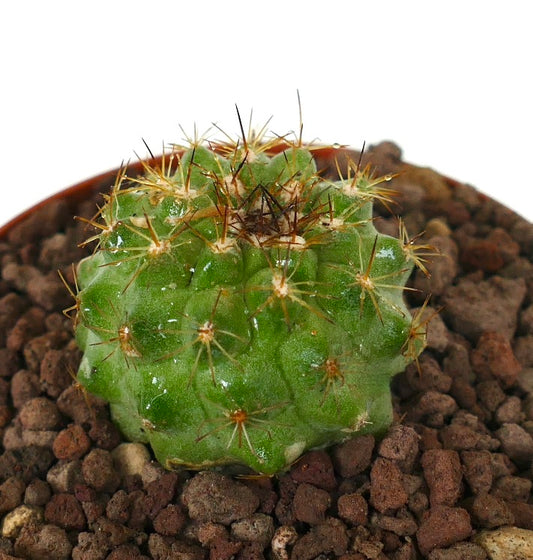 Copiapoa goldi small green cactus with golden spines and rounded tubercles in potting soil