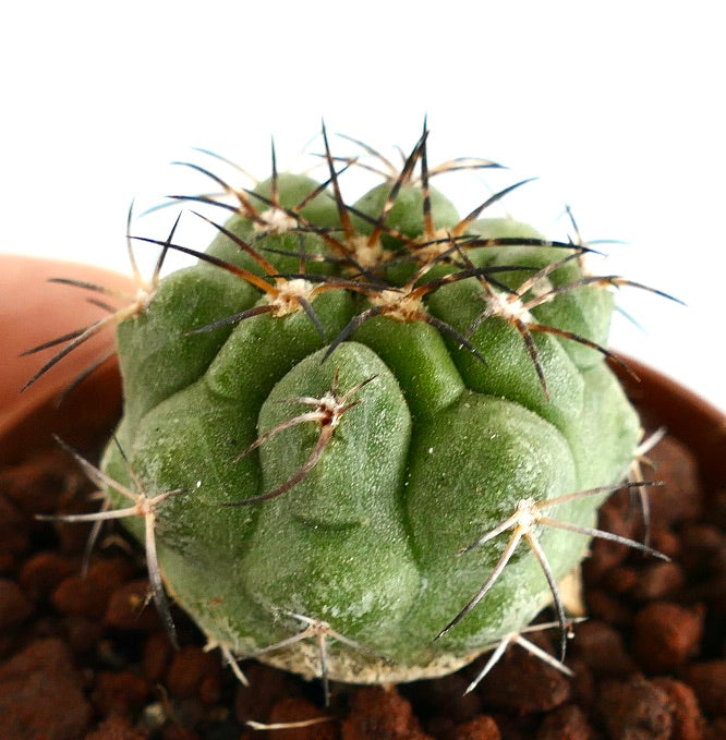 Copiapoa goldii sjelden sukkulent kaktus med tykke pigger og strukturert grønn kropp