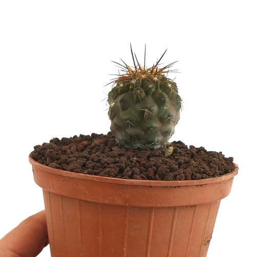 Copiapoa goldii small green cactus with prominent golden spines in terracotta pot