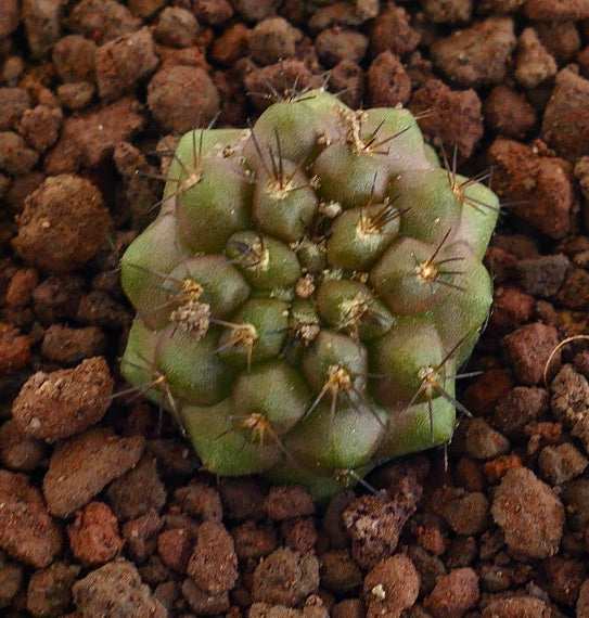 Copiapoa goldii small green succulent cactus with short spines on rocky soil