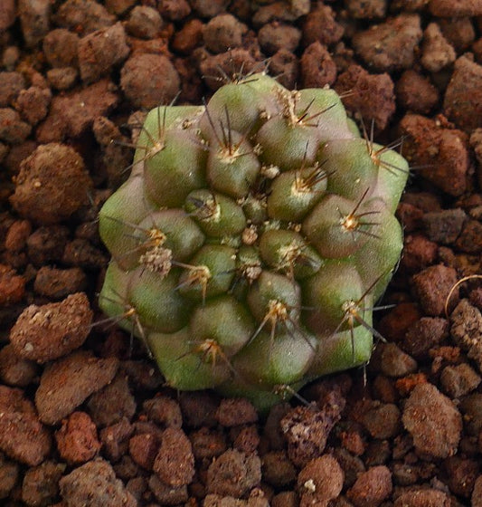 Copiapoa goldii small green succulent cactus with short spines on rocky soil