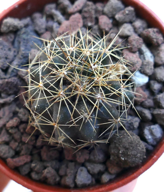 Piccolo cactus verde scuro Copiapoa goldii con spine lunghe giallastre in terreno roccioso