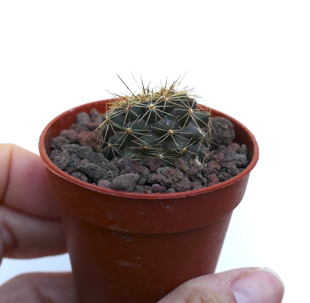 Copiapoa goldii small dark green cactus with long yellow spines in pot