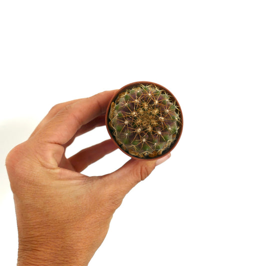 Copiapoa goldii rare small cactus with golden spines in terracotta pot