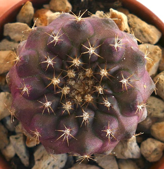 その他 Robin copiapoa x Poh  robinceramicstudio その他 Robin copiapoa x Poh robinceramicstudio その他 Robin