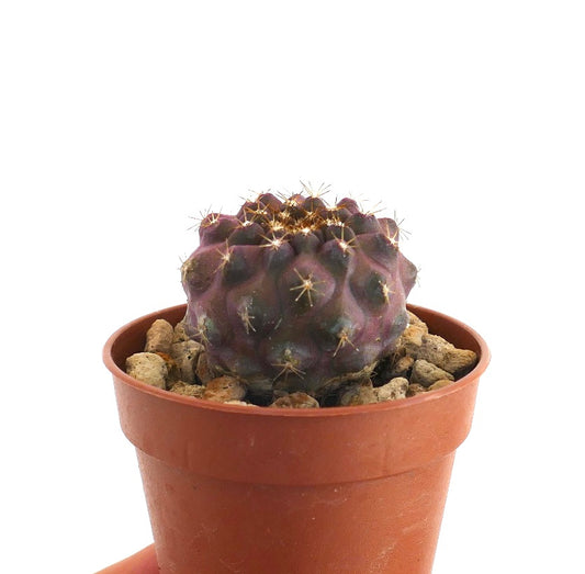 Copiapoa goldii rare purple succulent cactus with radial spines and textured surface