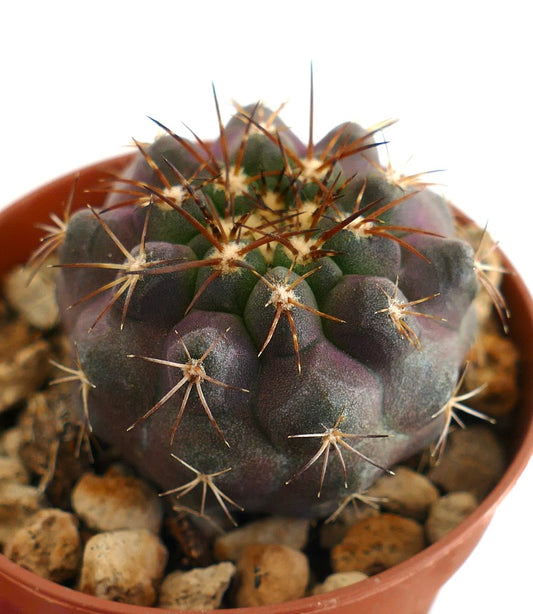 Compact cactus species showing purple stress coloration with radial and central spines, cultivated in terracotta pot with mineral mix.