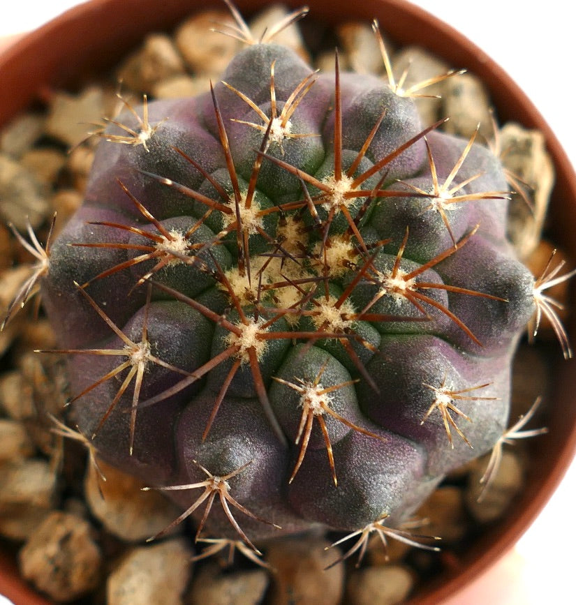 Top view of globular cactus with ribbed structure, dense spination and unique purple hues, a collectible plant for Copiapoa lovers.