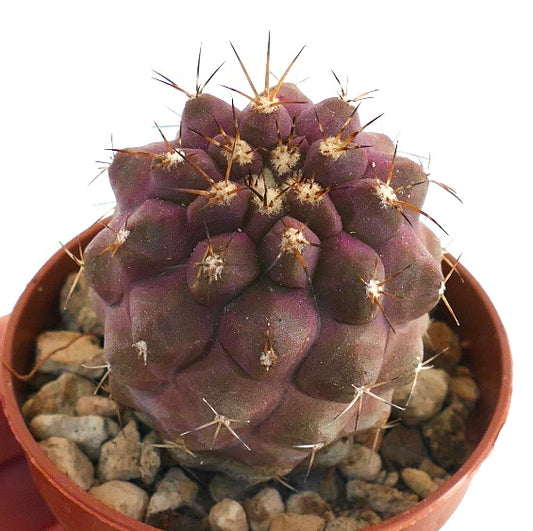 Copiapoa goldii rare purple cactus with prominent spines and rounded tubercles