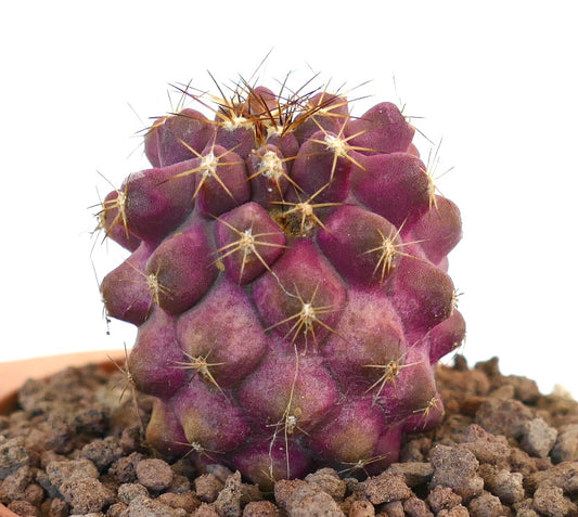 Copiapoa goldii rare purple succulent cactus with prominent golden spines and rounded tubercles