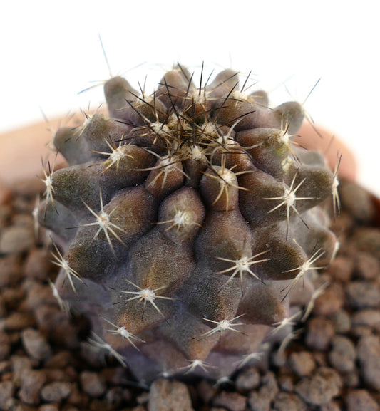 Copiapoa goldii X Copiapoa humilis seltene dunkelviolette sukkulente Kaktee mit scharfen Stacheln