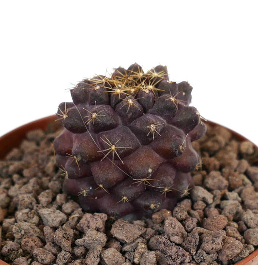 Copiapoa goldii rare dark purple succulent cactus with small golden spines in pot