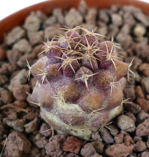 Copiapoa goldii small purple succulent cactus seedling with short spines and textured surface