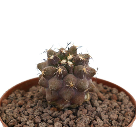 Copiapoa cinerea raro cactus pequeño con espinas cortas marrones y tubérculos redondeados en maceta