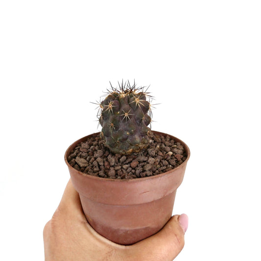 Copiapoa goldii x Copiapoa cinerea var. brunispina pequeño cactus oscuro con espinas afiladas en maceta de terracota