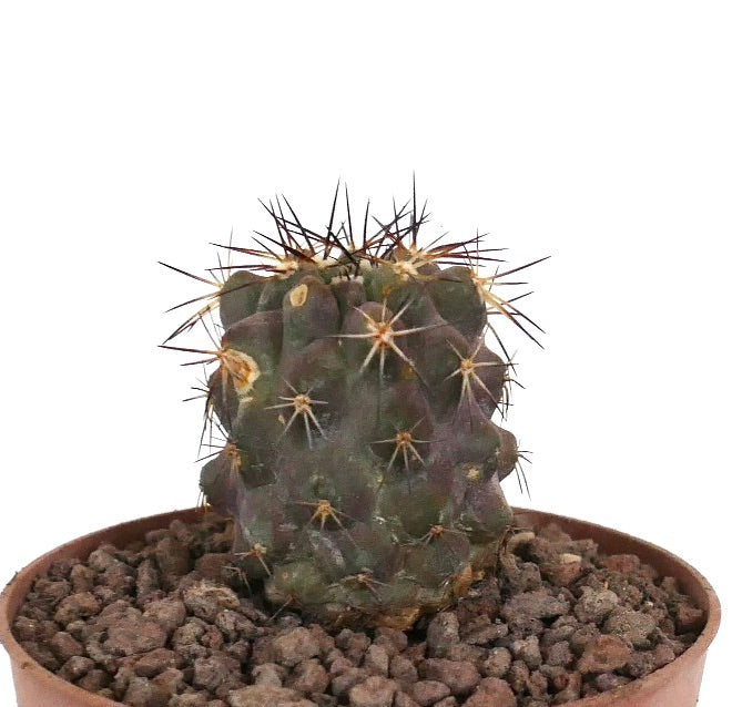 Copiapoa goldii x copiapoa cinerea var. brunispina small dark green cactus with prominent sharp spines