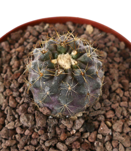 Kleiner runder Sukkulenten-Kaktus Copiapoa goldii x Copiapoa humilis mit wolligem Apex und gelben Dornen