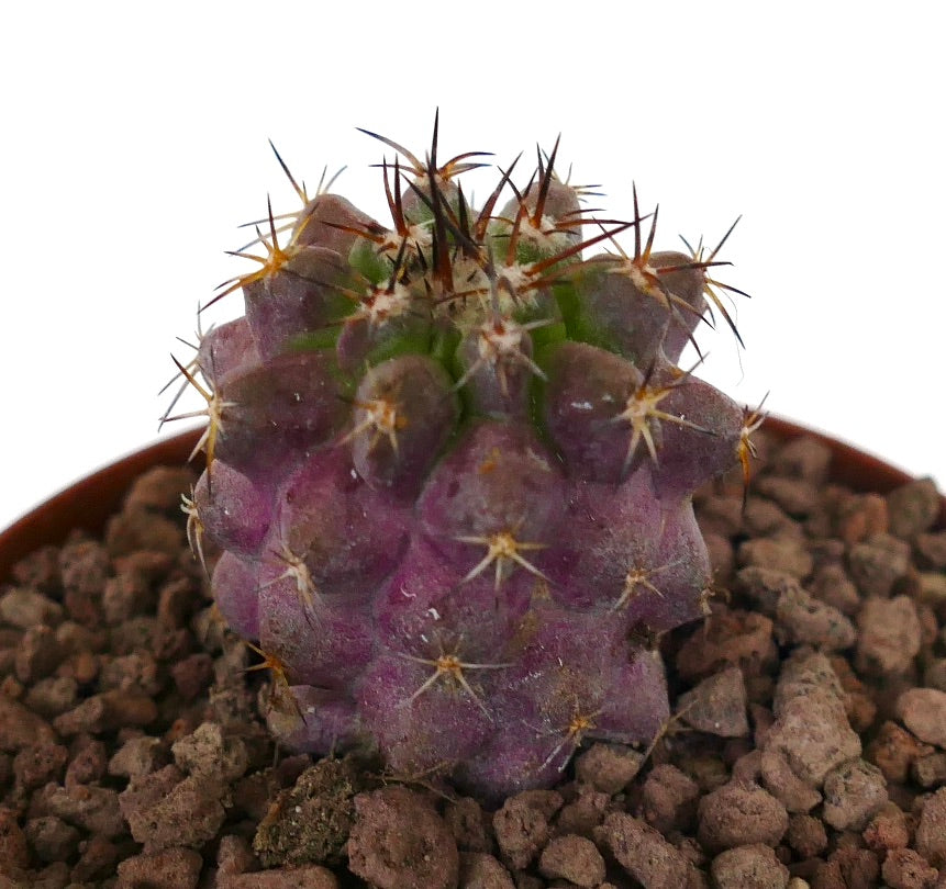 Copiapoa goldii x griseoviolacea raro cactus succulento viola con spine appuntite in vaso