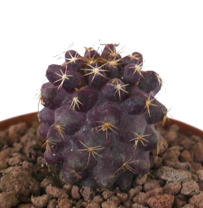 Copiapoa goldii x griseoviolacea seltener dunkelvioletter Sukkulenten-Kaktus mit kleinen Stacheln