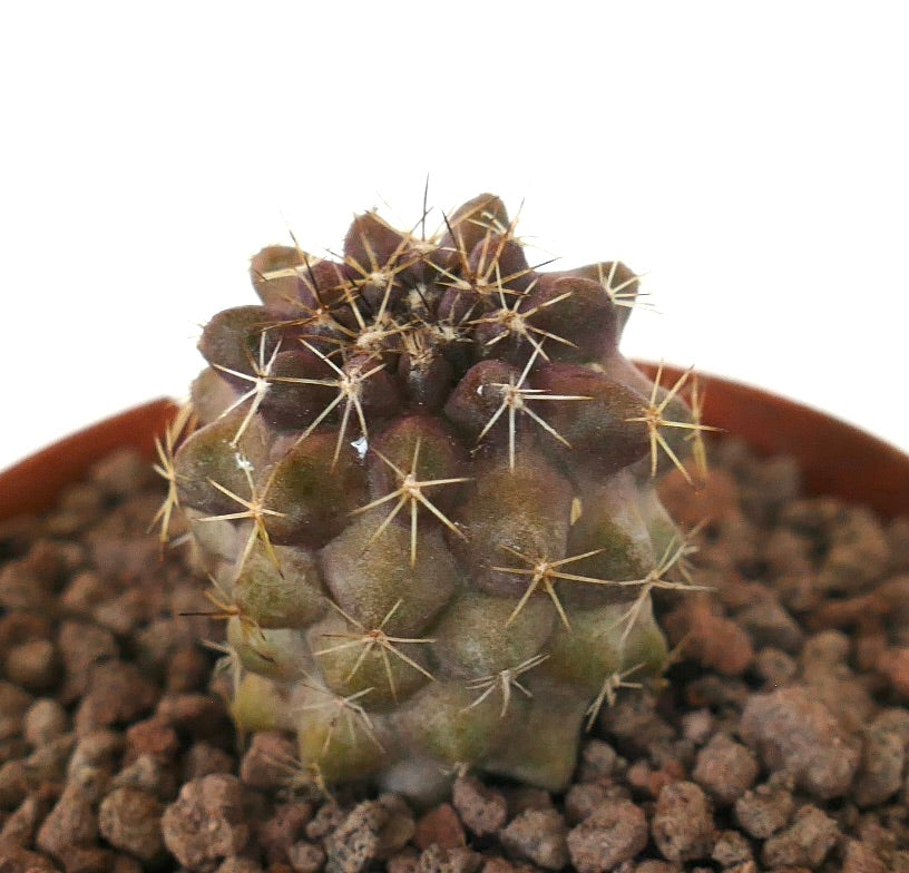 โคปิอาโพอา โกลดี้ x แฮเซลโทเนียนา ตะบองเพชรเนื้ออวบขนาดเล็กมีหนามสีเหลืองหนาแน่นและผิวสัมผัสมีลวดลาย