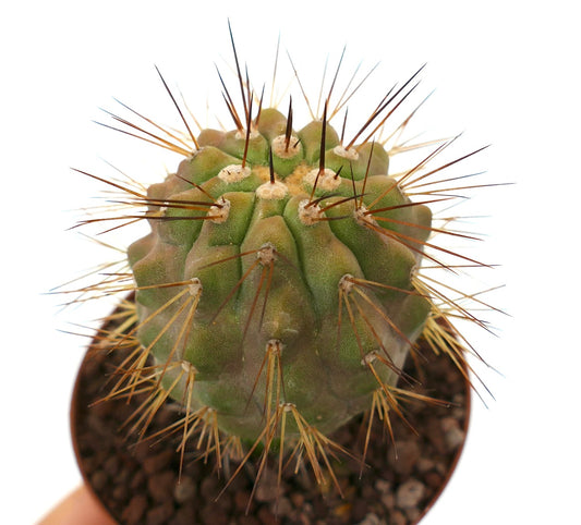 Copiapoa goldii x krainziana rare succulent cactus with long brown spines and textured green body