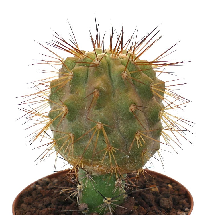 Copiapoa goldii x krainziana cactus injertado raro con espinas largas y prominentes amarillas y marrones