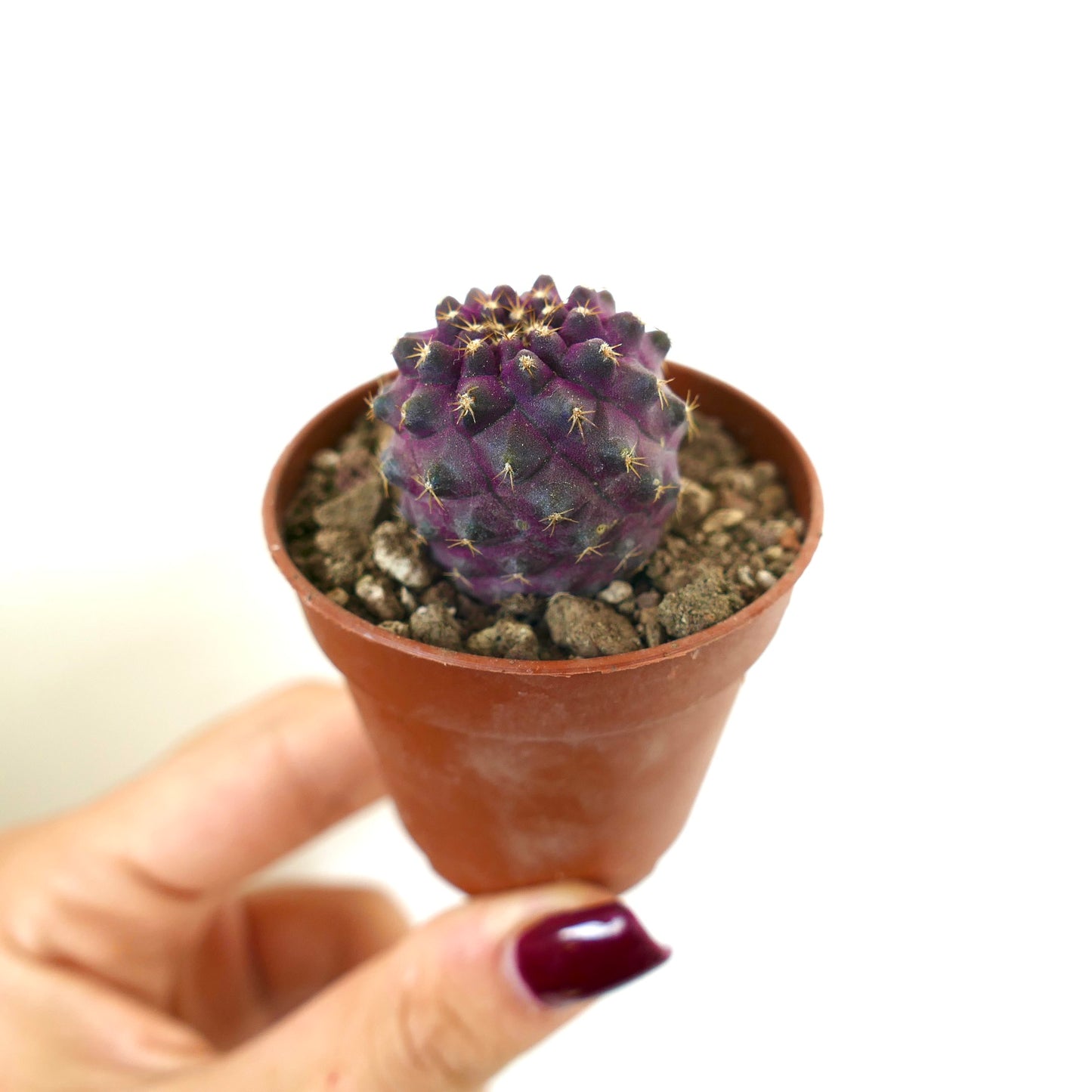 Copiapoa goldii x serpentisulcata small purple cactus with short spines in terracotta pot