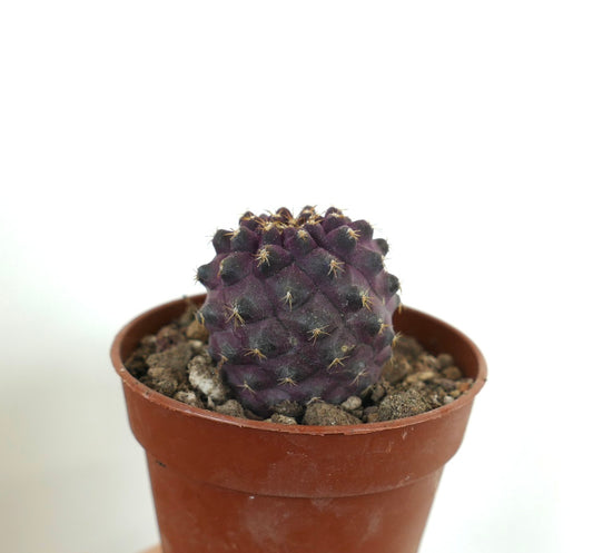Copiapoa goldii x serpentisulcata rare purple succulent cactus with small spines in pot