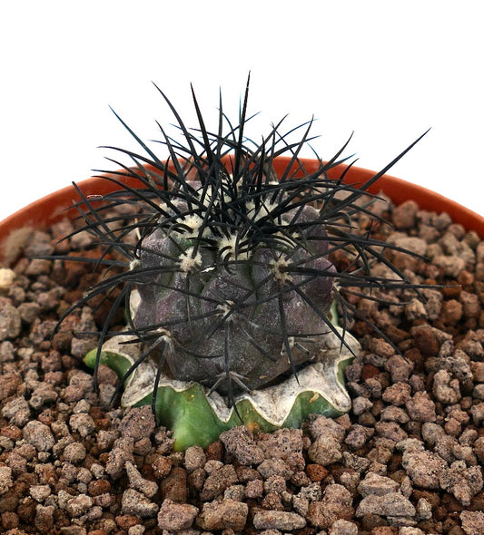 Copiapoa griseoviolace rare cactus with dark spines and textured purple-green body in pot