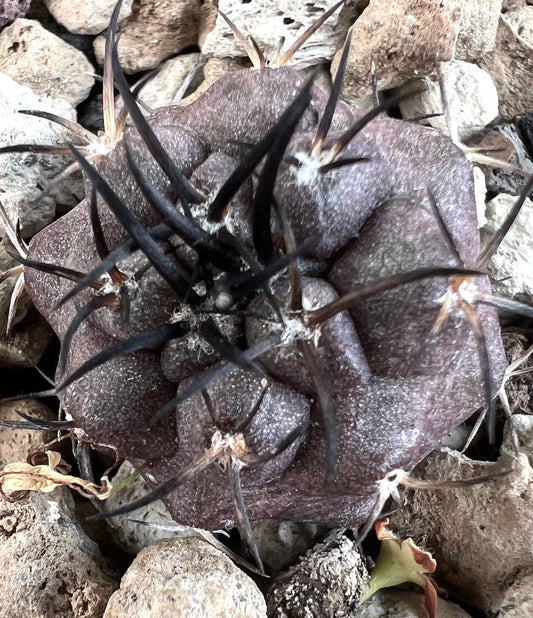 コピアポア・グリセオヴィオラセア 多肉植物 サボテン ダークスパインと質感のある紫灰色の本体