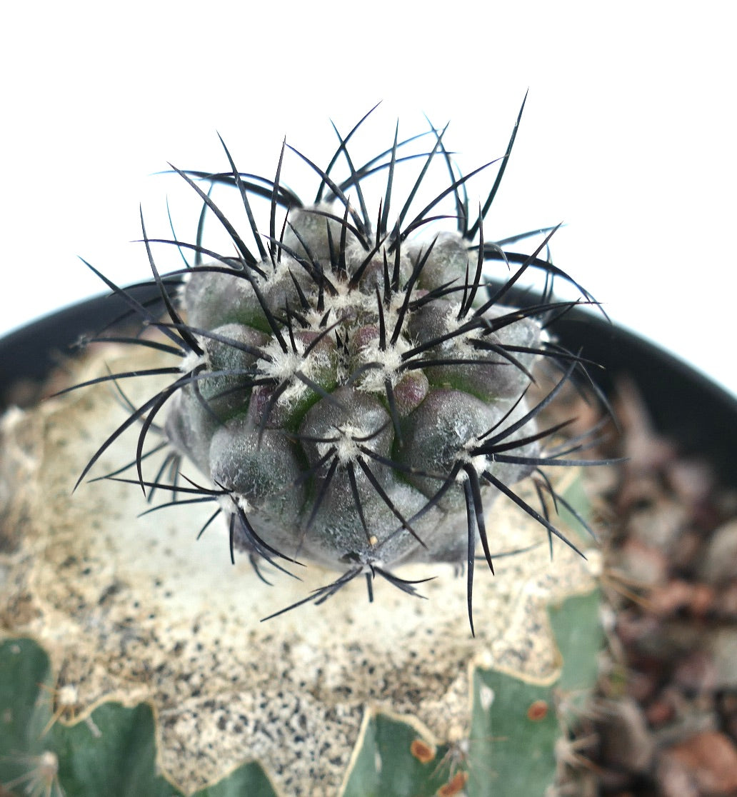 Copiapoa griseoviolacea raro cactus con denso vellón blanco y largas espinas negras suculenta