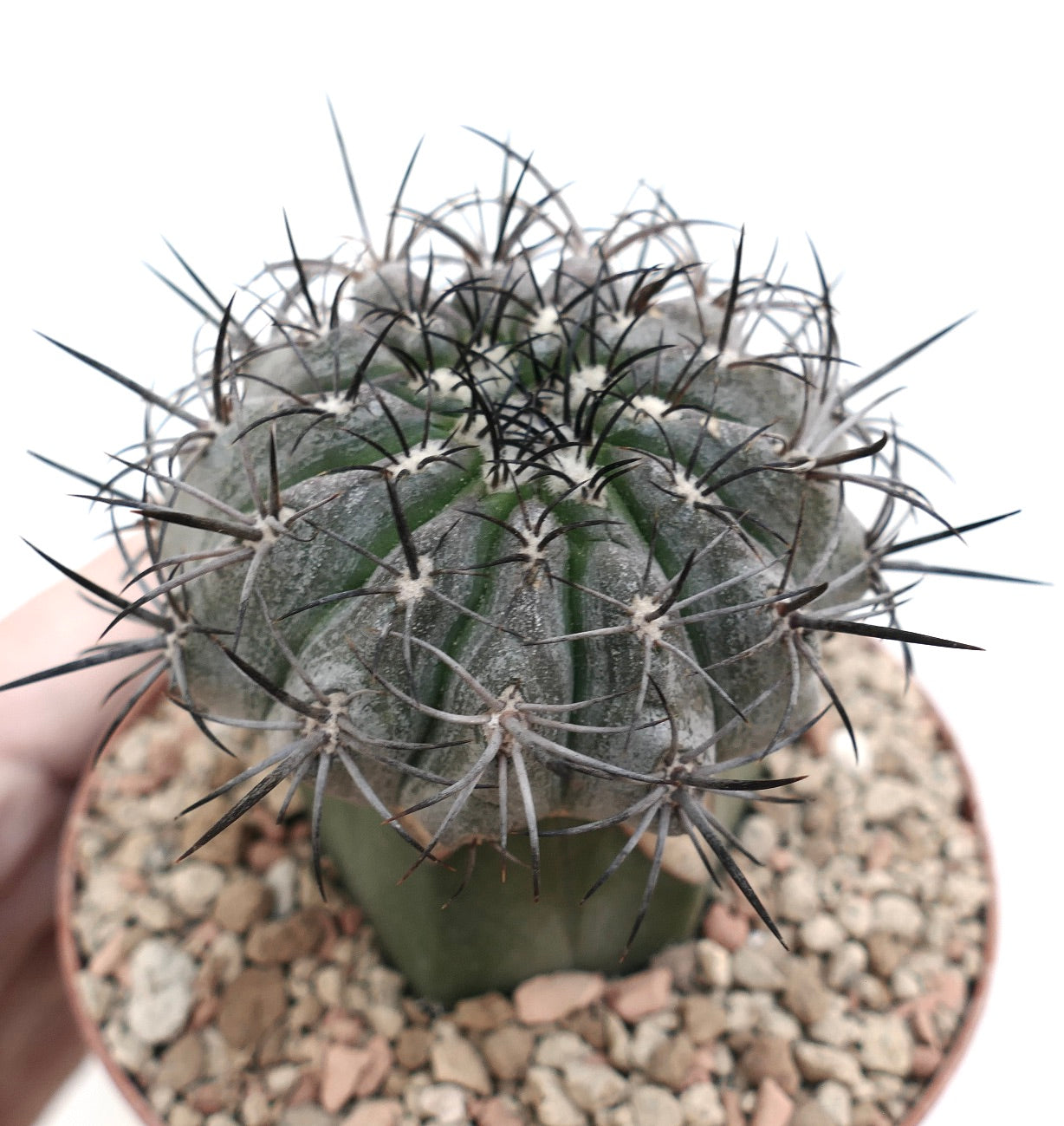 ポットに入った密集した濃い棘と肋骨のある緑色の体を持つコピアポア・グリーセオヴィオラケア多肉サボテン