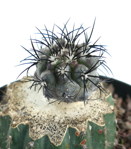 Copiapoa griseoviolacea rare cactus with dark spines and textured gray-green top growth