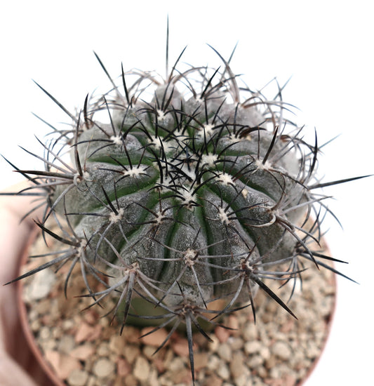 密集した黒い棘と灰緑色の肋骨状の体を持つコピアポア・グリセオヴィオラセア多肉サボテン