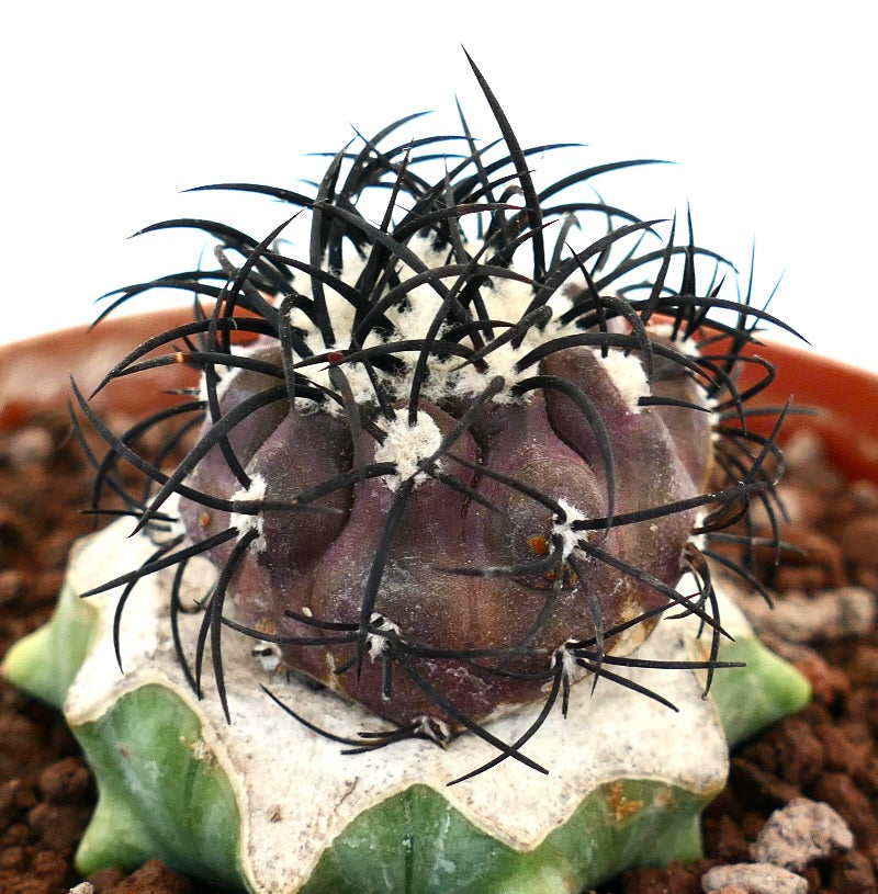 Copiapoa griseoviolacea rare cactus with dark spines and purple ribbed body on green base