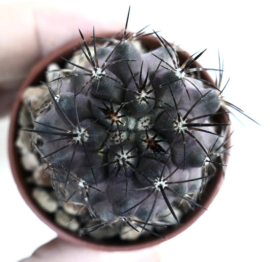 Top view of Copiapoa griseoviolacea, highlighting its violet-tinged surface with white areoles and clusters of dark, radiating spines.