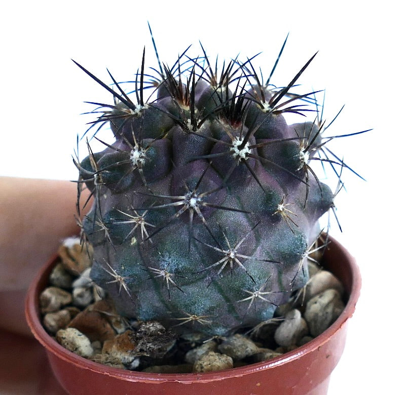 Copiapoa griseoviolacea cactus in a small pot with rocky soil, displaying its tall rounded form, greyish-purple coloration, and sharp black spines.
