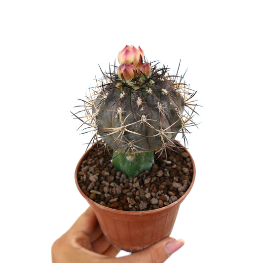 Copiapoa griseoviolacea succulent cactus with dark spines and pink flower buds in pot