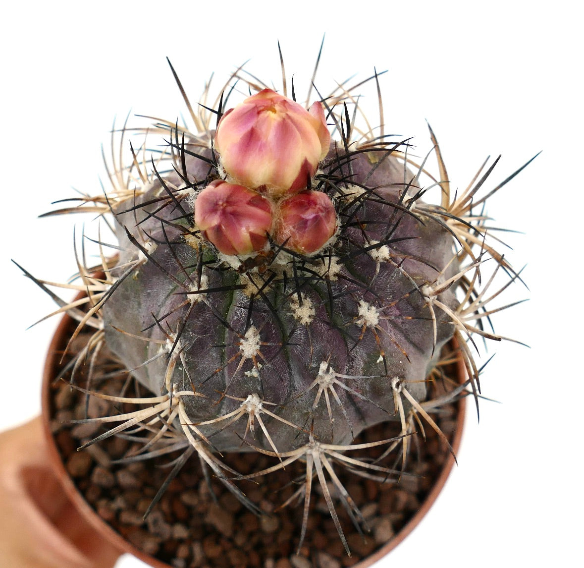 紫色の胴体とピンクの花芽を持つコピアポア・グリーセオビオラセア 多肉サボテン