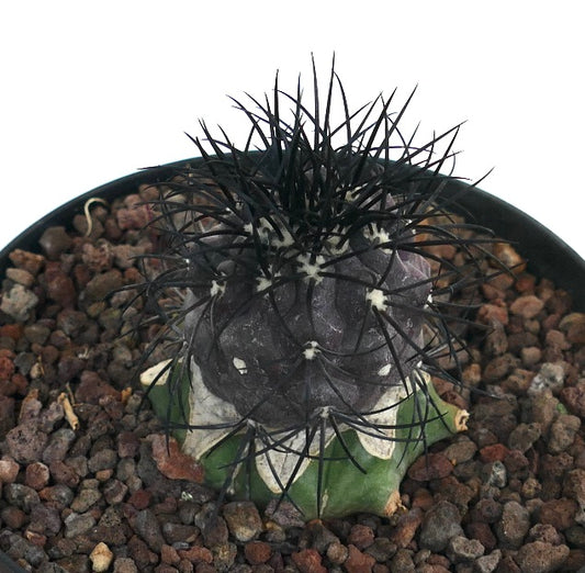 Copiapoa griseoviolacea rare succulent cactus with dark spines and textured body in pot