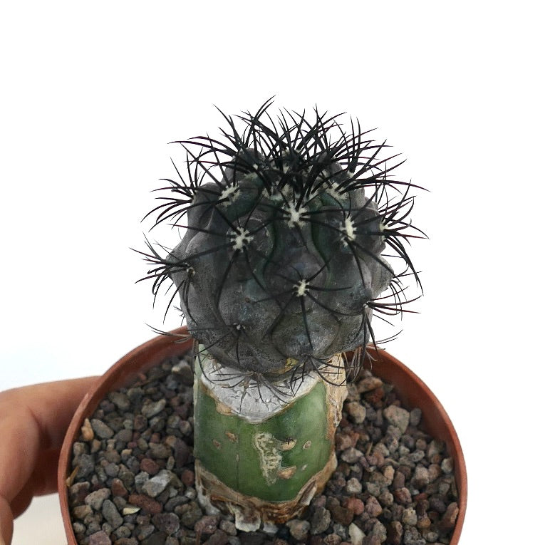 Copiapoa griseoviolacea succulent cactus with dark spines and grafted stem specimen