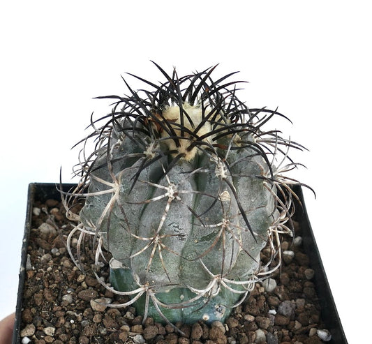 Copiapoa griseoviolacea rare cactus with thick spines and woolly crown in pot