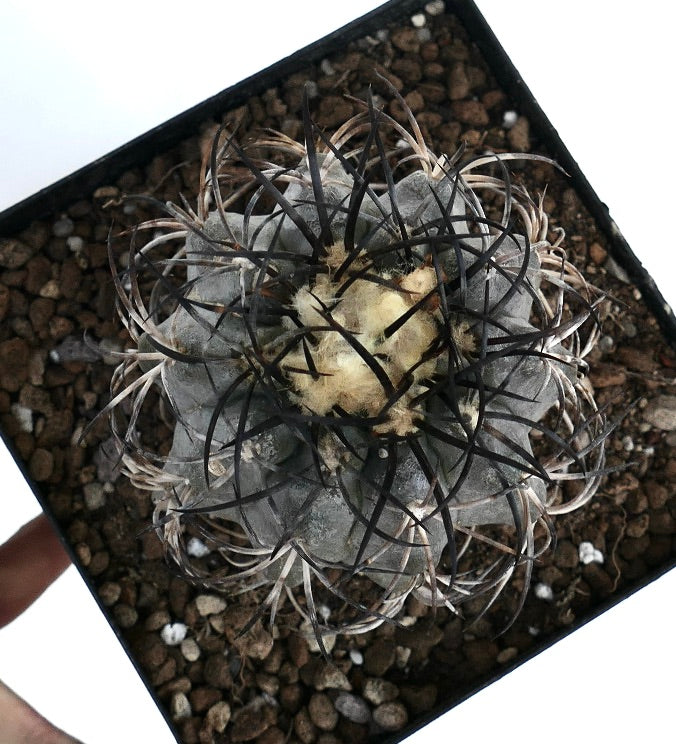 Copiapoa griseoviolacea rare succulent cactus with dense dark spines and woolly center