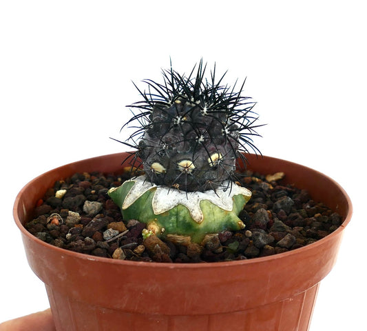 Copiapoa griseoviolacea rare grafted cactus with dark spines and green base in pot