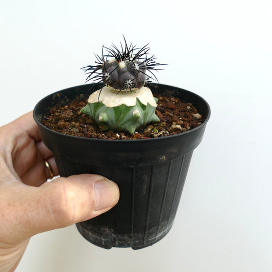 黒い鉢に入った希少な接ぎ木サボテン、コピアポア・グリセオヴィオラセア。暗い刺と緑色の基部が特徴です。