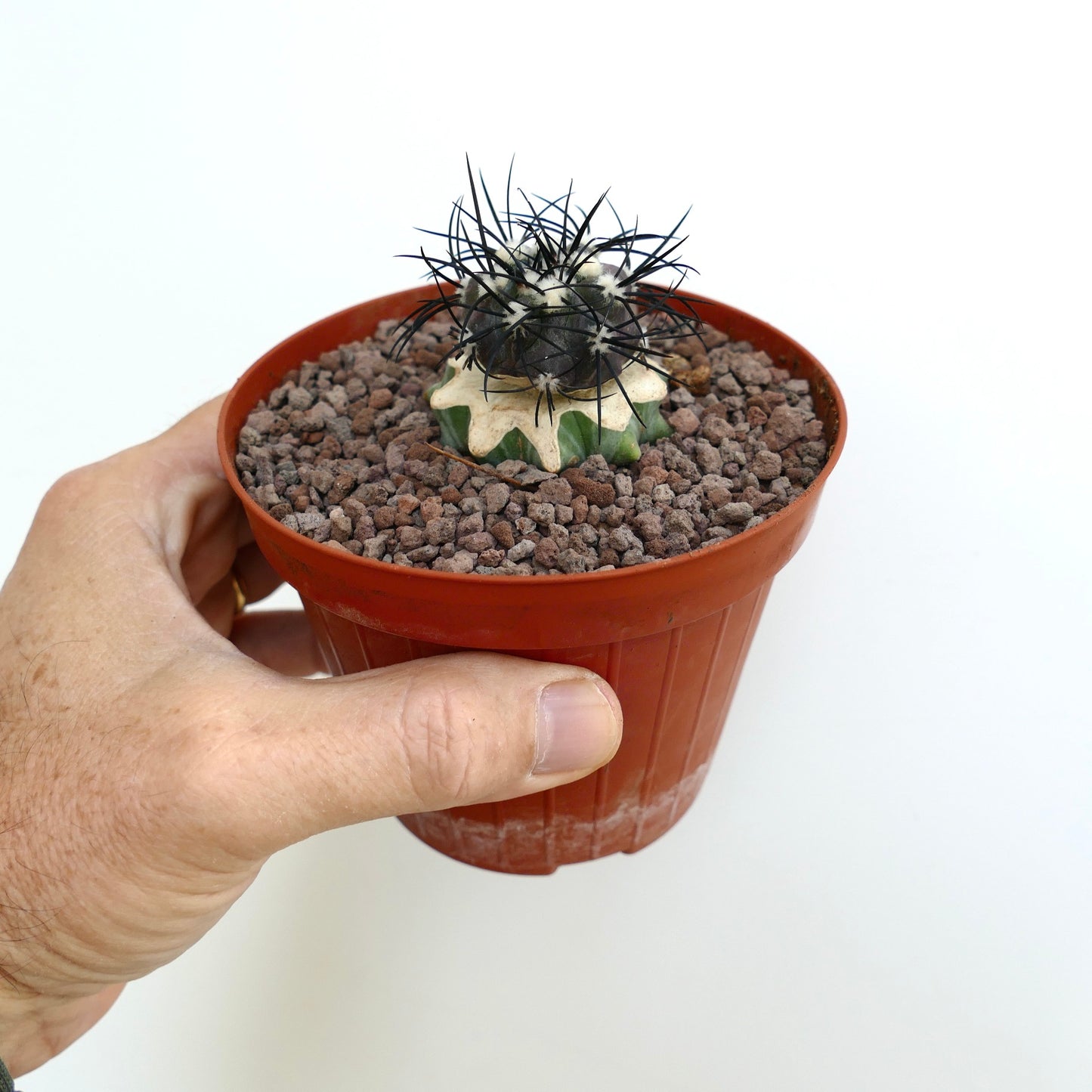Copiapoa griseoviolacea small rare cactus with dark spines and variegated base in pot