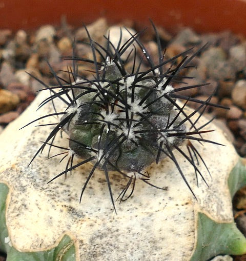 Copiapoa griseoviolacea suculento cactus con espinas negras densas y cuerpo gris verdoso