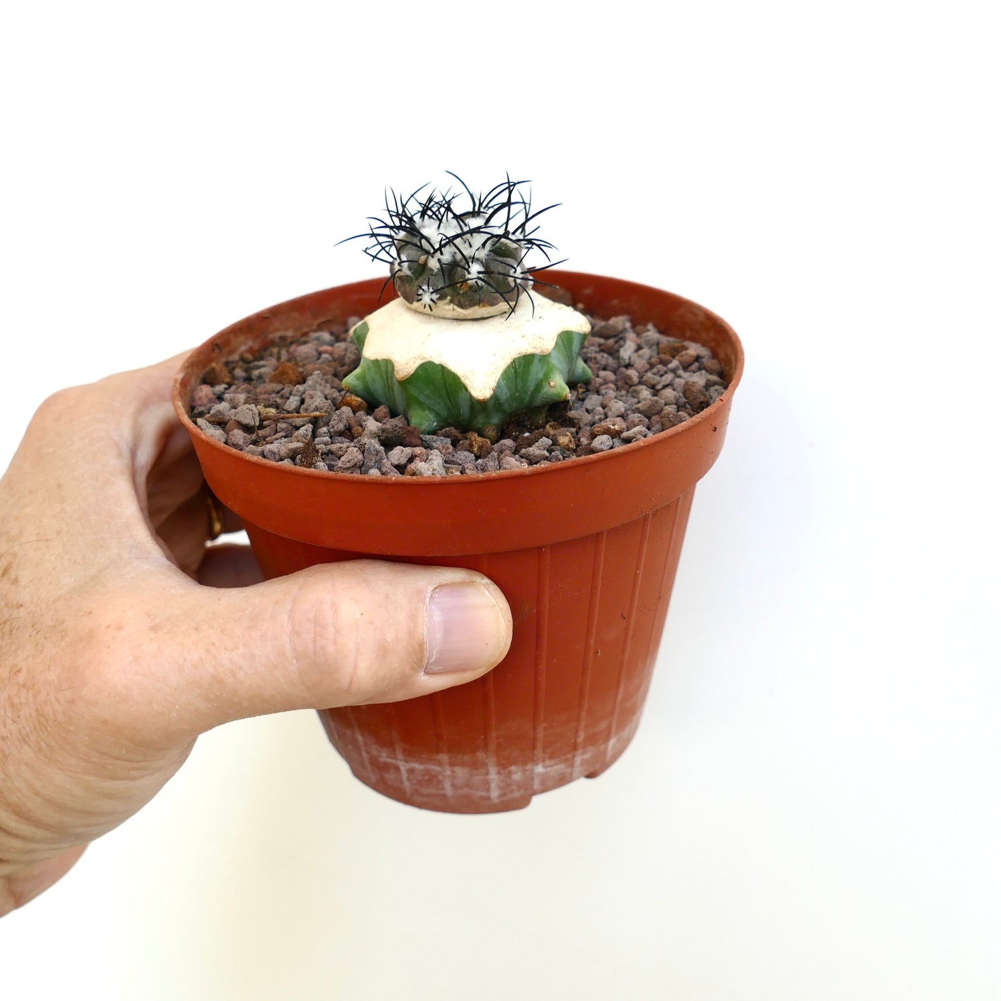 Copiapoa griseoviolacea small succulent cactus with white top and black spines in pot