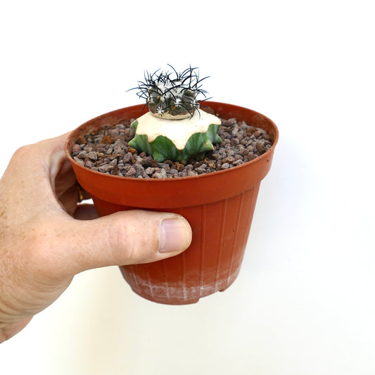 Copiapoa griseoviolacea small succulent cactus with white top and black spines in pot