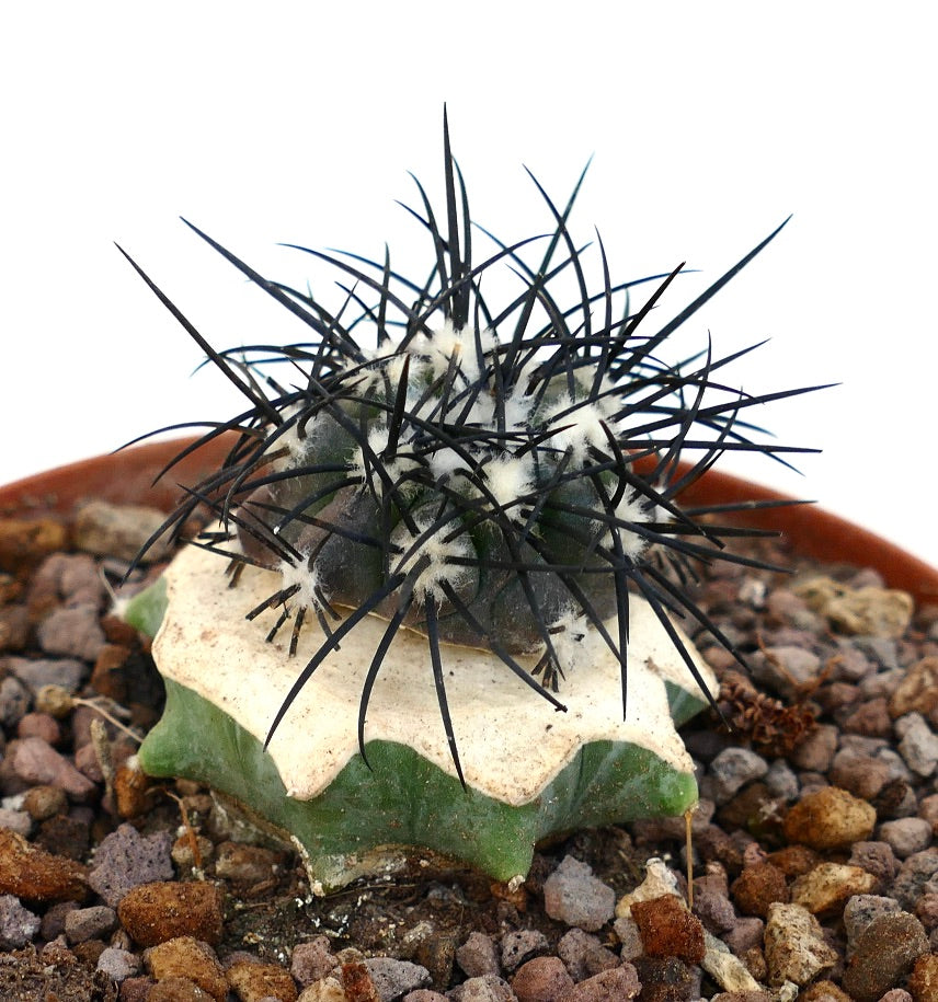 Copiapoa griseoviolacea rare cactus with dark spines and woolly areoles on ribbed body